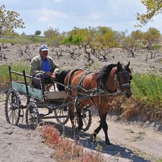 Cappadocia - Carriage
